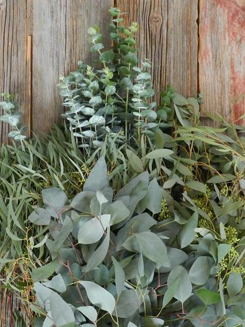 Assorted Eucalyptus